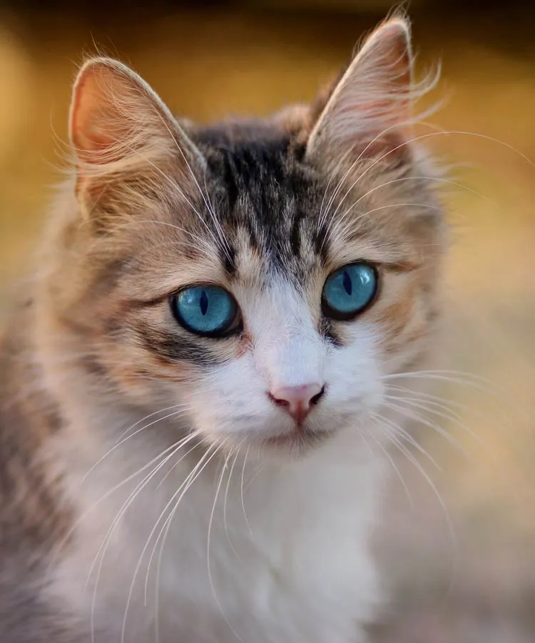 Chaos Paws: The Science Behind Why Your Cat's Dumb Antics Break the Entire Internet